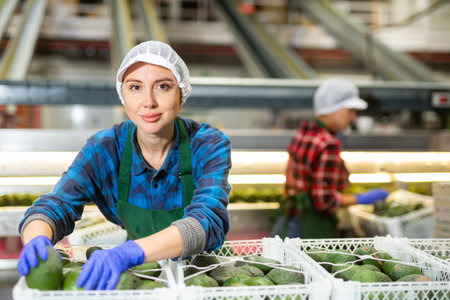 Workwoman working at fruit warehouse putting avocado into containerの写真素材