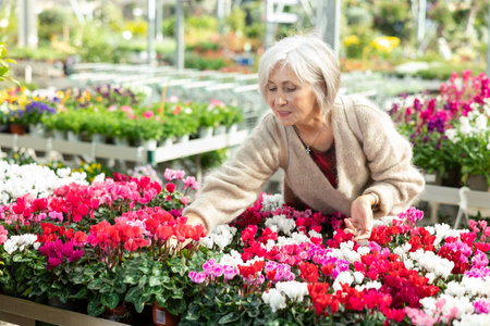 Mature woman customer-onlooker curiously examines showcase exhibition with indoor plant cyclamenの写真素材
