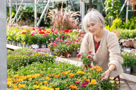 Elderly woman chooses gazania in flower shopの写真素材