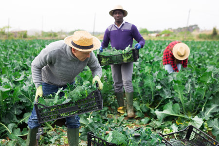Farmer carrying box with freshly harvested broccoliの写真素材