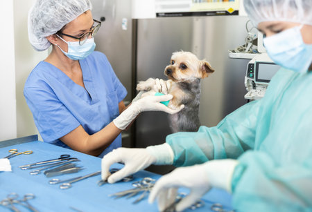 Veterinary female doctor and guy assistant carry out examination and treatment of Yorkshire terrierの写真素材