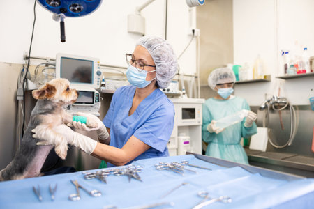 Professional female veterinarian examining Yorkshire Terrier at veterinary clinic