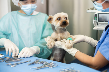 Veterinary female doctor and guy assistant carry out examination and treatment of Yorkshire terrierの写真素材