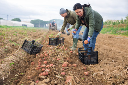 Skilled farmer team working on plantation, picking potatoesの写真素材