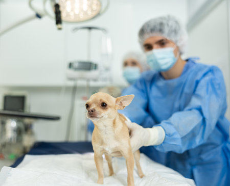Doctors complete manipulations , treatment of chihuahua dog patient, prepare patient for surgeryの写真素材