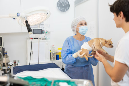 Man owner of Chihuahua dog picks up pet after treatment at vet clinic.の写真素材