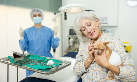 Senor woman owner holds and cuddles chihuahua pet after manipulations in veterinary clinicの写真素材