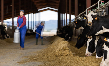 Farmers work in open cowshed at cow farm