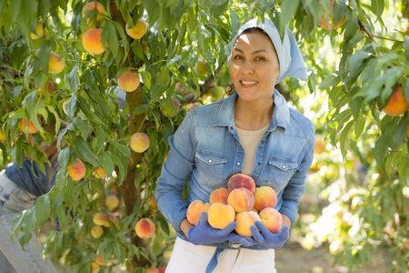 Woman holding peaches in handsの写真素材