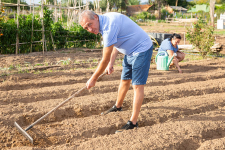 Elderly gardener working with rake in vegetable garden in summerの写真素材