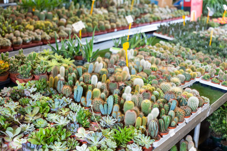 Rows of various cactus and succulents at flower marketの写真素材