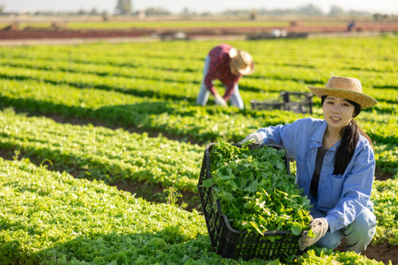 Positive asian girl farmer gathering fresh lettuceの写真素材