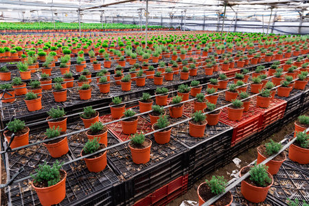 Rows of small ornamental shrubs growing in pots.の写真素材