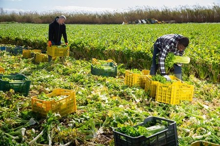 Portrait of men gardeners picking harvest of celery to cratesの写真素材