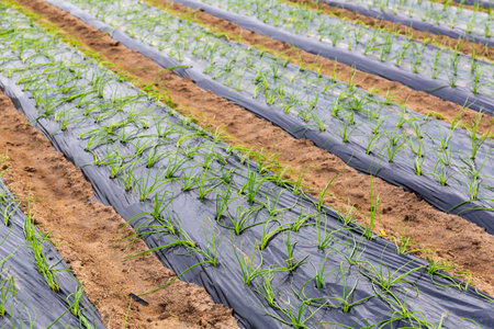 Plantation of growing green sprouts of garlicの写真素材