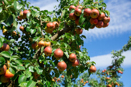 Ripe pears hanging on trees in gardenの写真素材