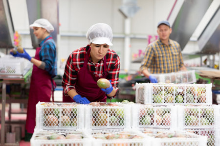 Latino woman checking boxes with mango after packaging at factoryの写真素材