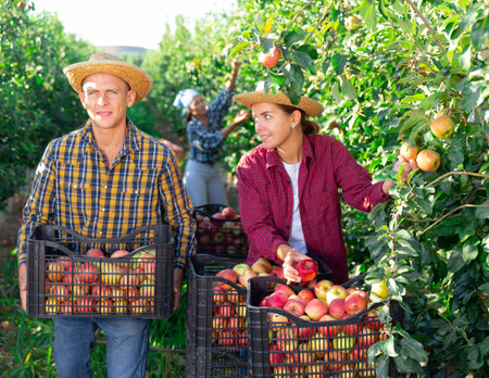 Group of farm workers harvesting apples at orchardの写真素材
