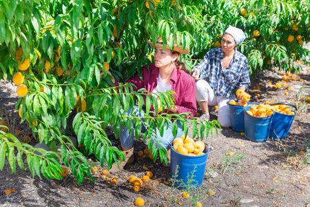 Focused girl harvesting ripe peaches in farm orchard