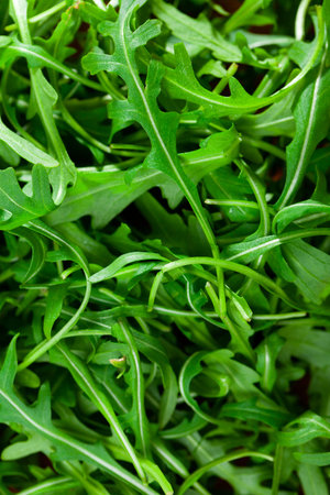 Raw and fresh arugula, green leaves, from above. Surface and background,