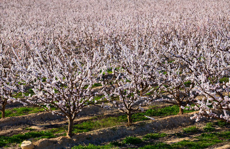 Blossoming of apricots trees on a meadows of Europeの写真素材