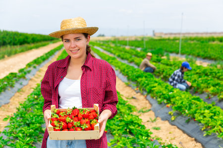 Smiling young woman holding crate with strawberries in during harvest on farm plantationの写真素材
