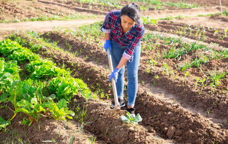 Woman weeds with a hoe garden bed