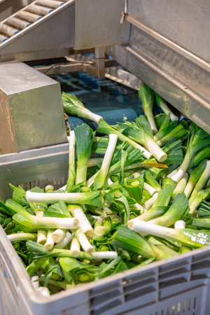 Washed green onions unloaded into plastic box from conveyor sorting lineの写真素材
