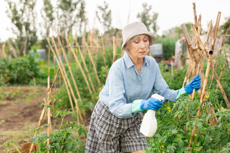 Senior woman gardener spraying tomato.の写真素材