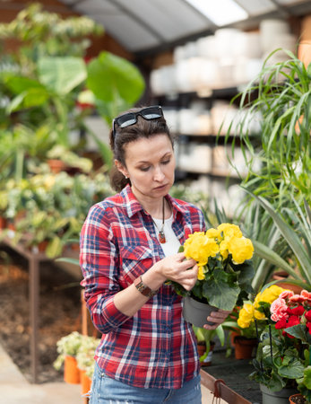 Adult woman choosing begonia in flower shopの写真素材