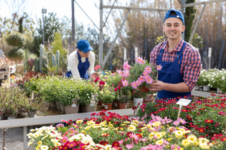 Man gardener arranging potted daisy flowers for market and wearing greenhouse uniformの写真素材