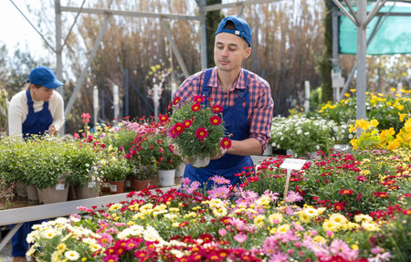 Salesman changes arrangement of pots with garden chamomile and improves appearance of window.