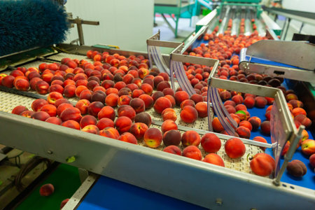 Fresh peaches sorting