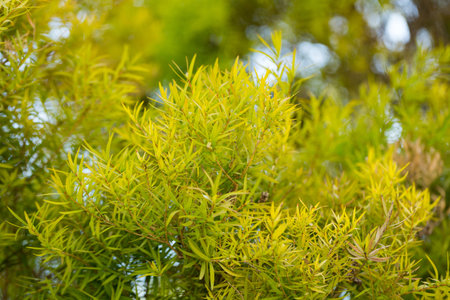 Flax-leaved Paperbark is a Melaleuca tree species with fragrant leaves