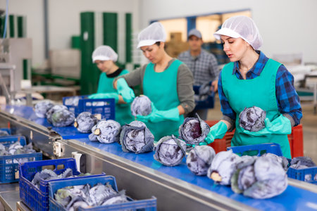 Team of female workers sorting red cabbage on the conveyor of a vegetable processing factoryの写真素材