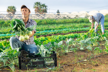 Man works on plantation garden bed, cuts kale turnip and puts them in box for transportationの写真素材