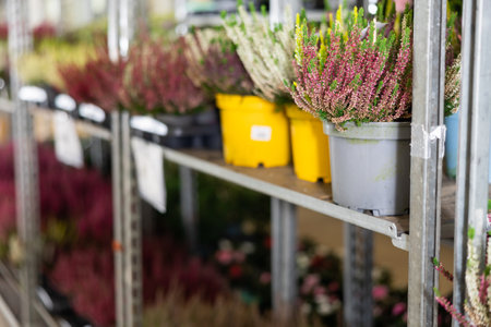 Richly blooming heather with white and lilac flowers grown in pots on flower shop shelfの写真素材