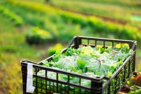Plastic box filled with freshly picked herbs lettuce stands on field plantationの写真素材