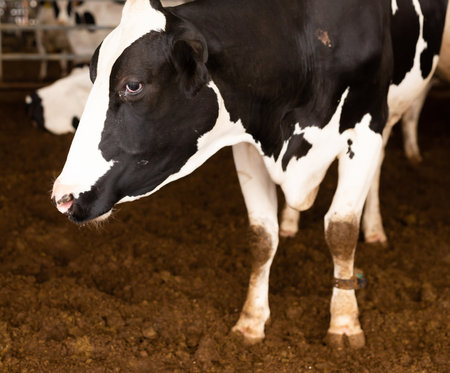 Healthy cows stand indoor in cowshedの写真素材