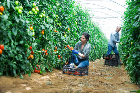 Positive woman harvesting tomatoes in greenhouseの写真素材