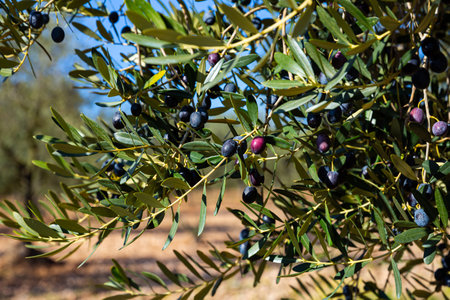 Olive tree branches on sky backgroundの写真素材