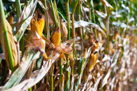 Corn or maize field