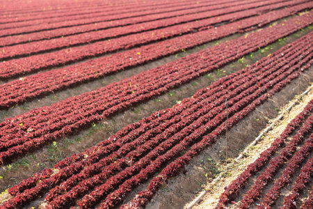 Closeup of red lettuces plantation in organic vegetable farmの写真素材