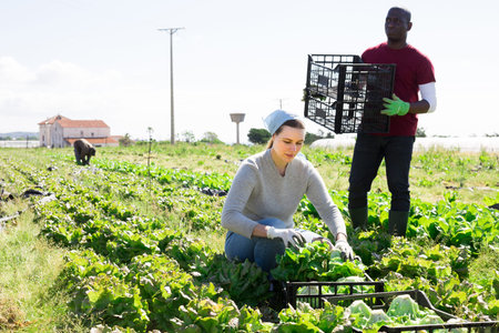 Men and woman gardeners picking harvest of cabbage
