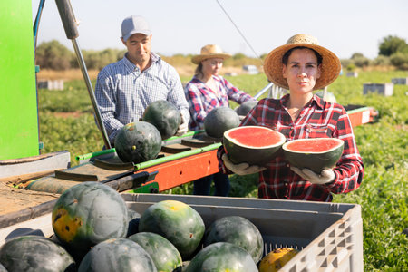 Woman farmer holding watermelon near harvesting machineの写真素材