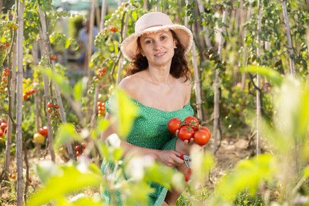 Adult woman posing with tomatoes in gardenの写真素材