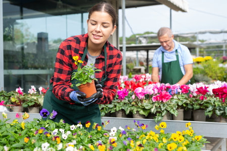 Smiling young female gardener caring about potted Viola Cornuta flowers in greenhouseの写真素材