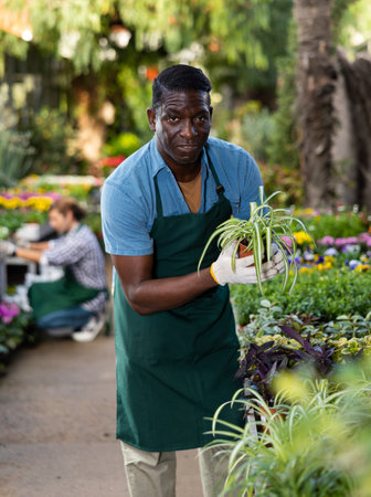 African American man florist arranging ornamental plants in pots while gardeningの写真素材