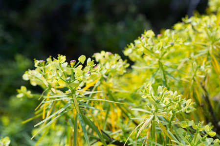Leaves of Tabaiba salvaje (Euphorbia regis-jubae) closeup. Canary Islandsの写真素材