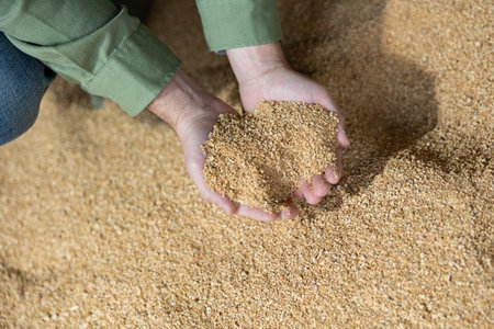 Handful of soybean husk in farmers hands